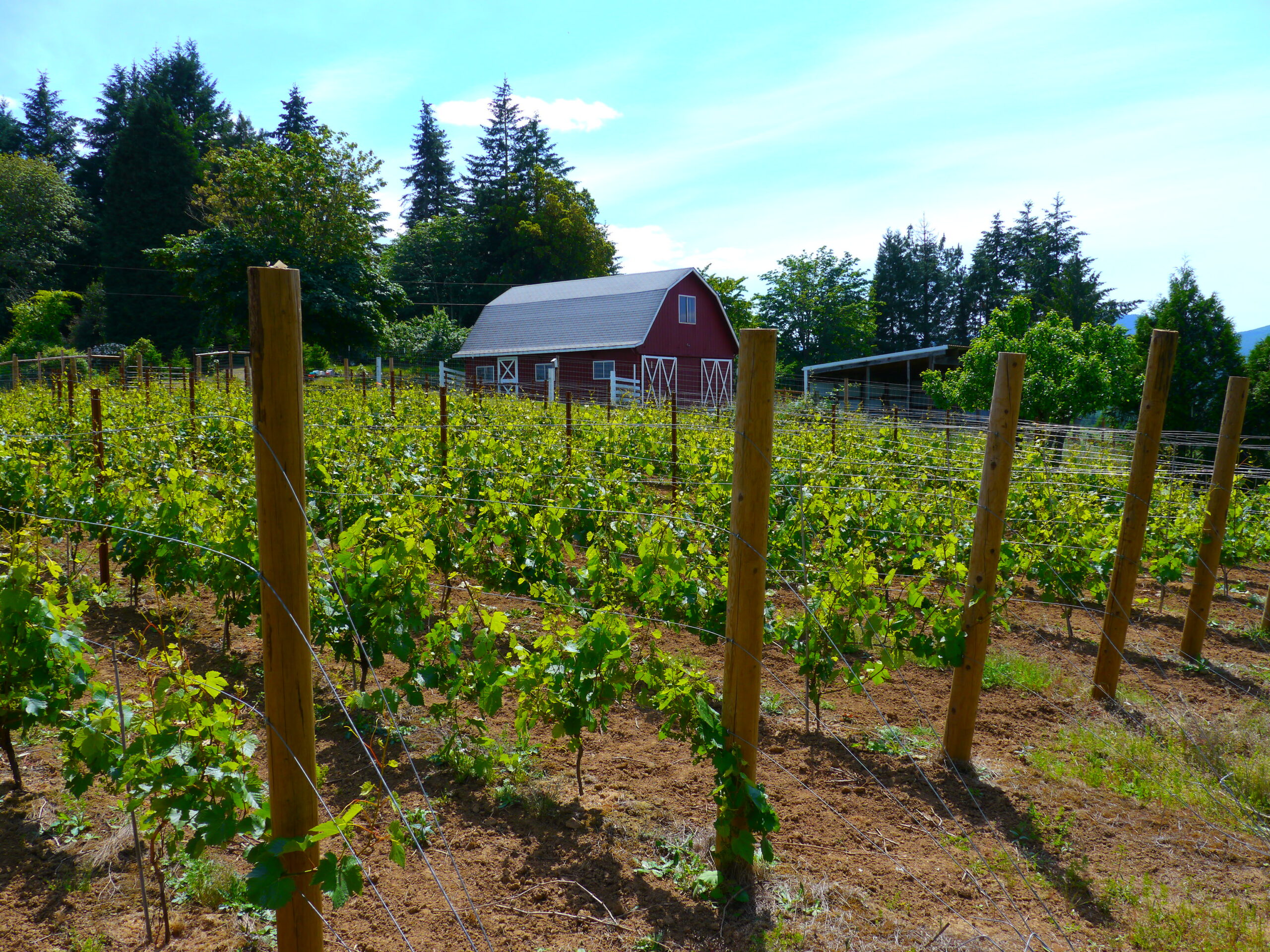 Grow a Tiny Vineyard in Your Yard for Homemade Wine
